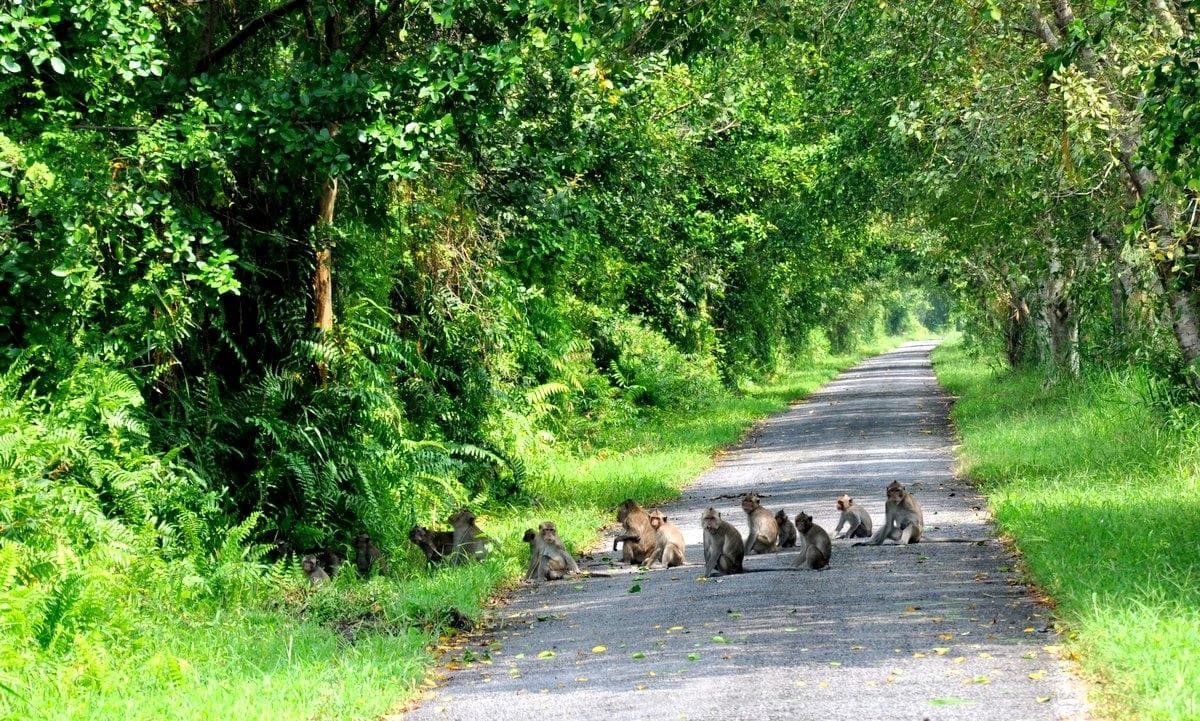 Rừng nguyên sinh Phú Quốc