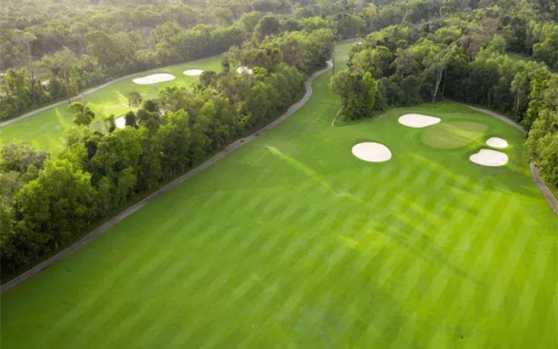 Thảm cỏ Paspalum
